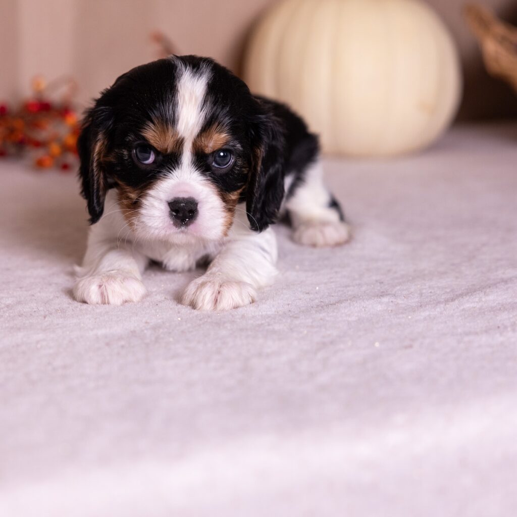 tri color cavalier for sale near dc