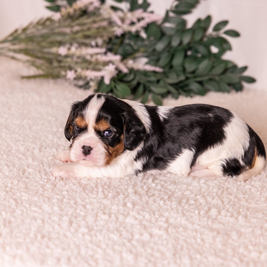 tri color cavalier for sale near me