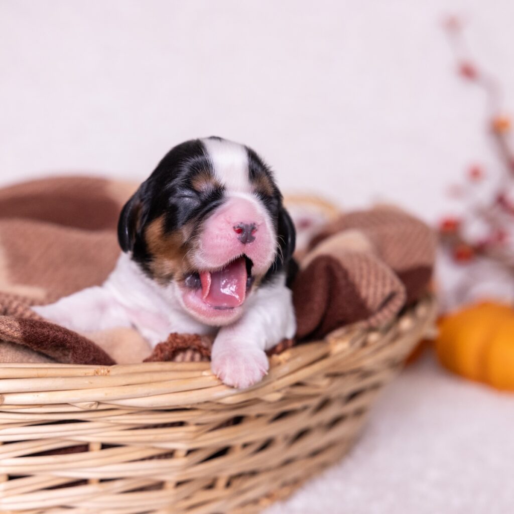 tri color cavalier for sale near me