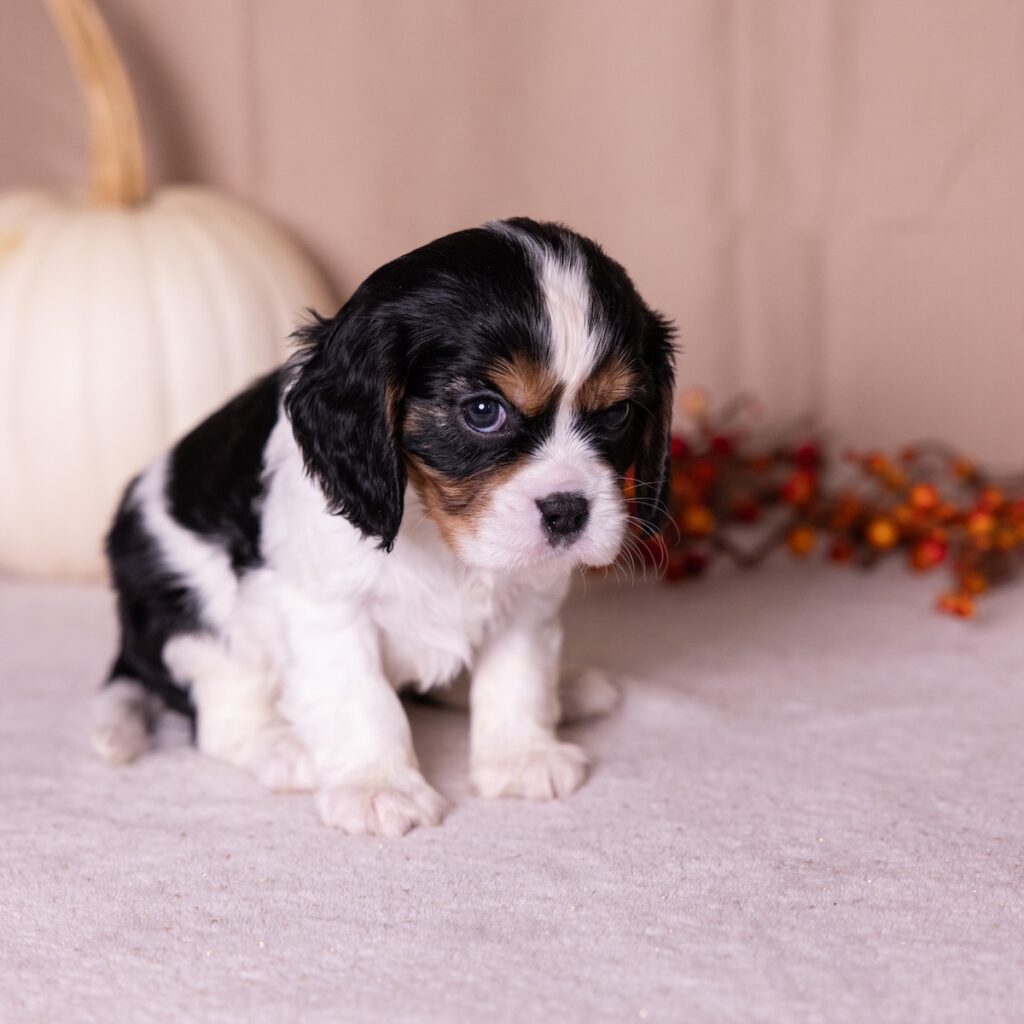 tri color cavalier for sale near me