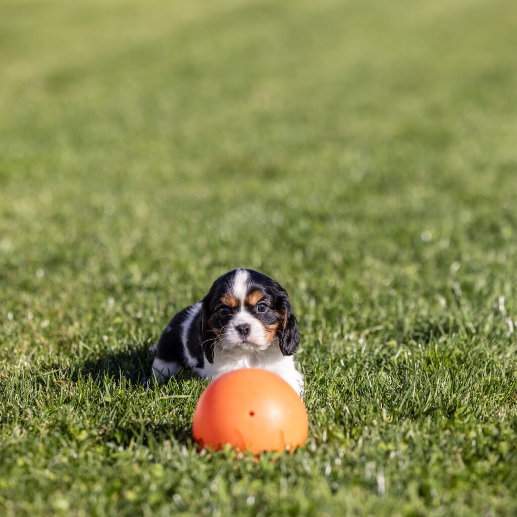 tri color cavalier for sale near me