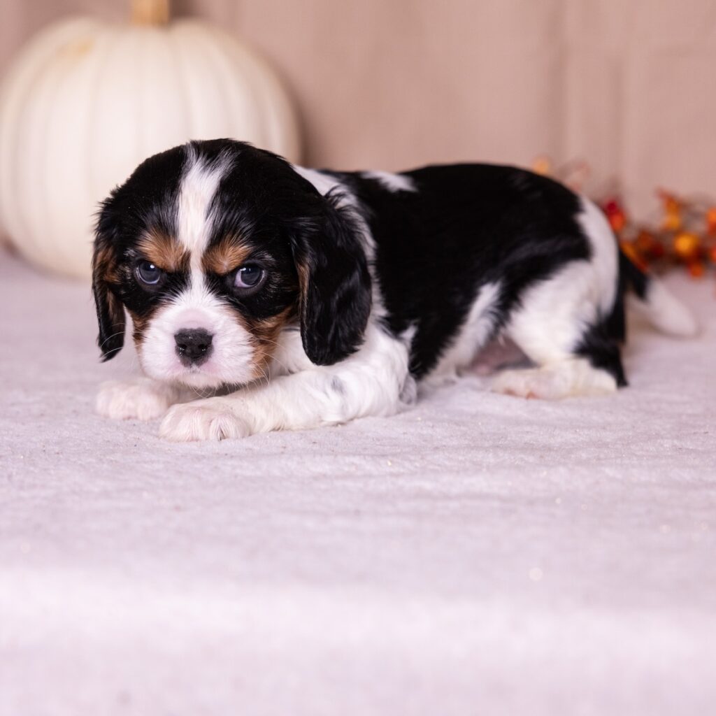 tri color cavalier for sale near ny