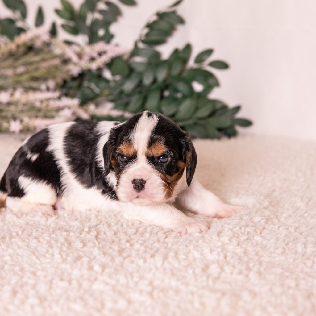 tri color cavalier for sale near ny