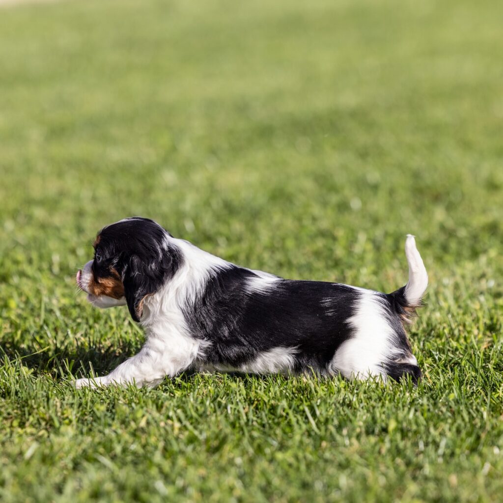 tri color cavalier for sale near ny