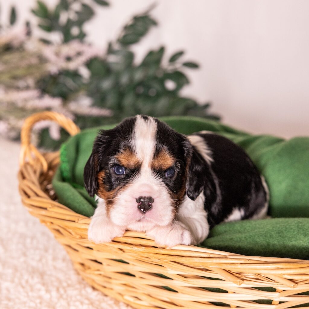 tri color cavalier for sale pa