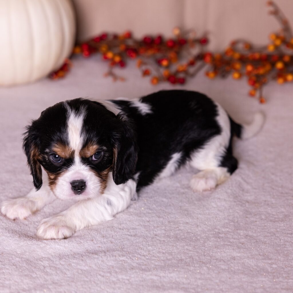 tri color cavalier for sale pa