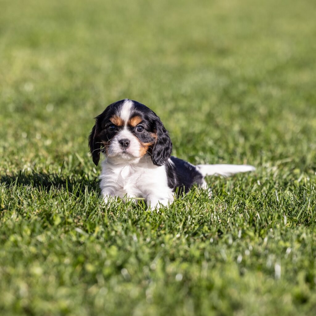 tri color cavalier for sale pa
