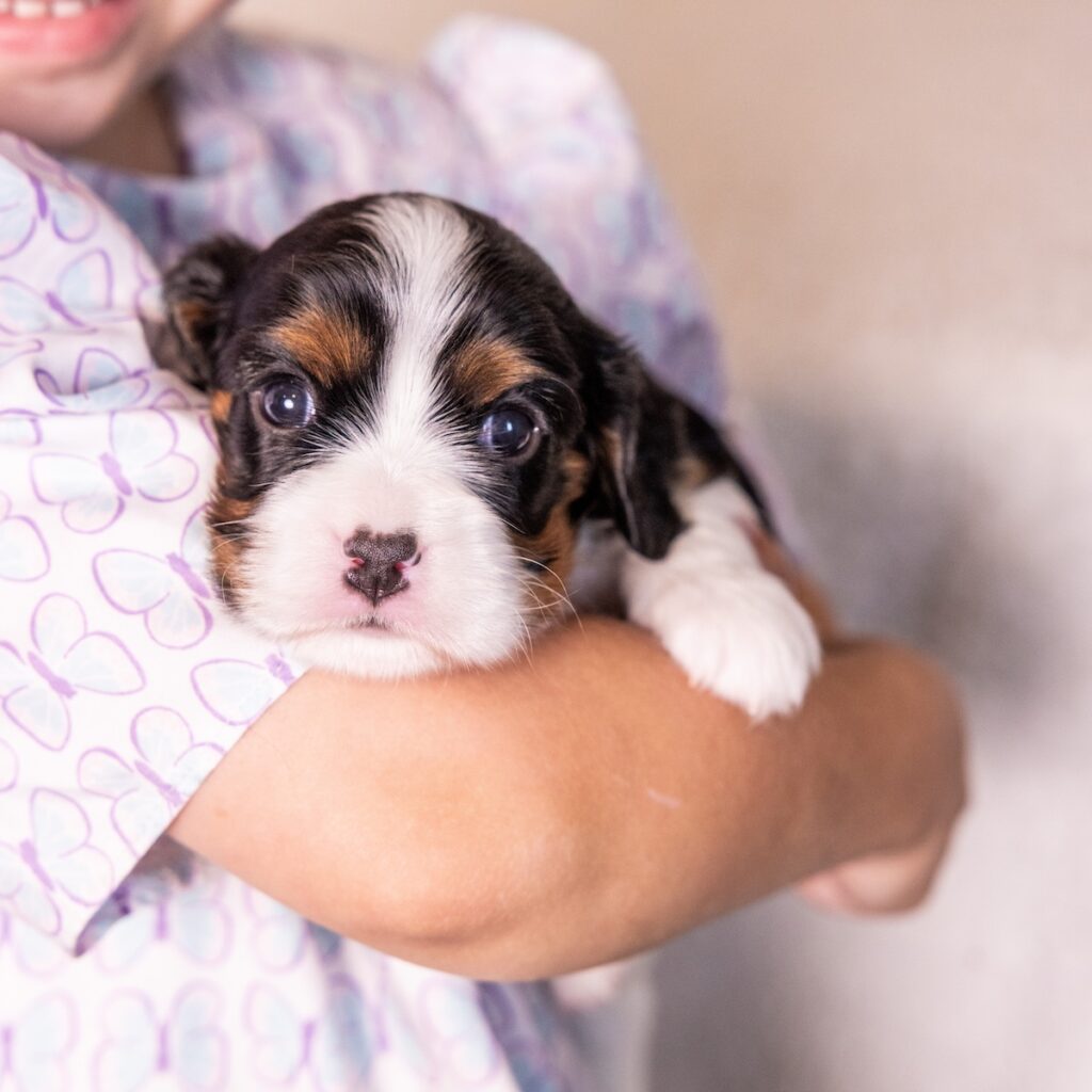 tri color cavalier king charles spaniel for sale