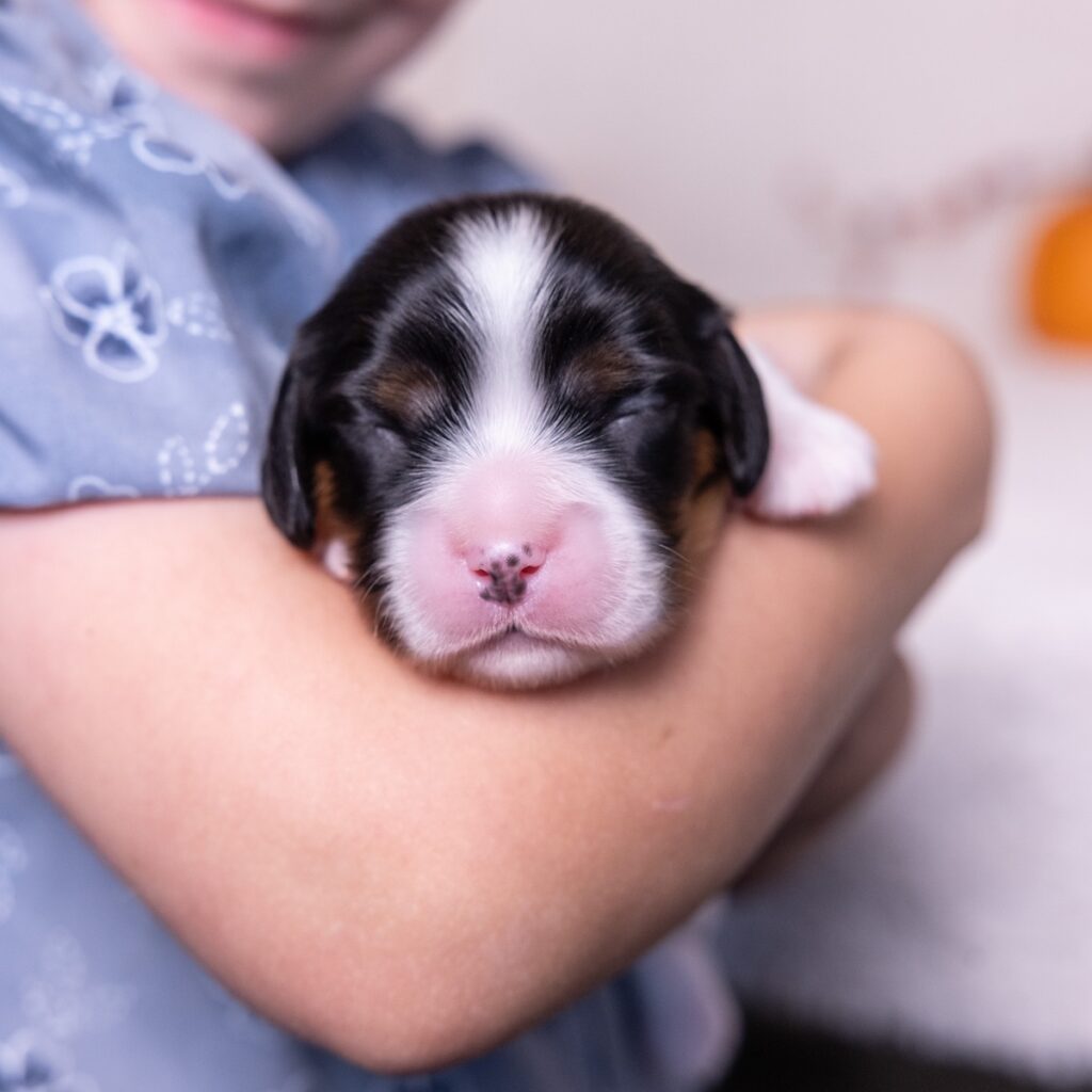 tri color cavalier king charles spaniel for sale