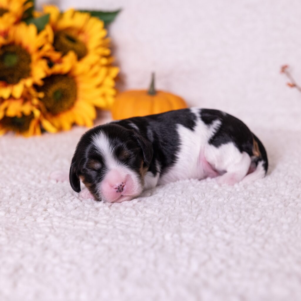 tri color cavalier king charles spaniel for sale md