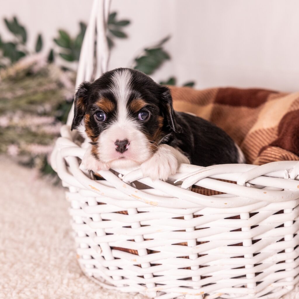 tri color cavalier king charles spaniel for sale near dc