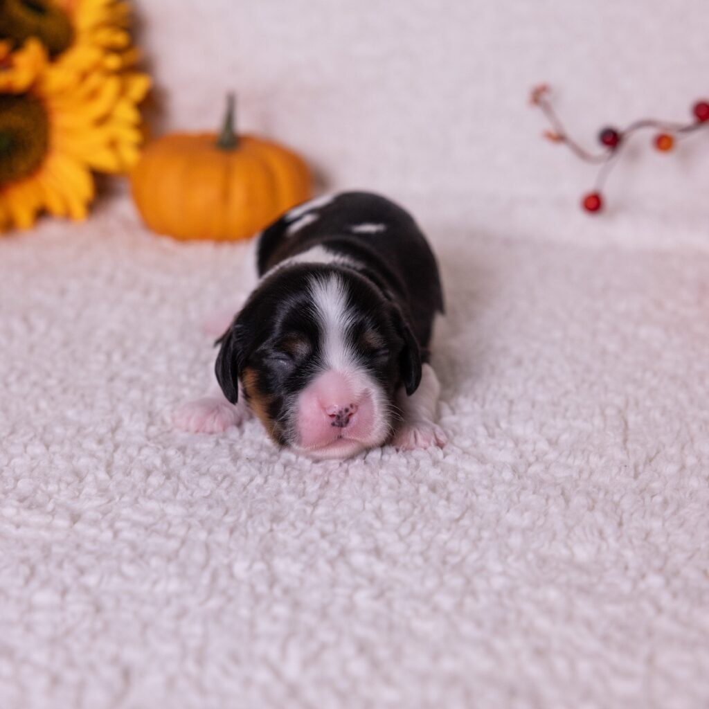 tri color cavalier king charles spaniel for sale near dc