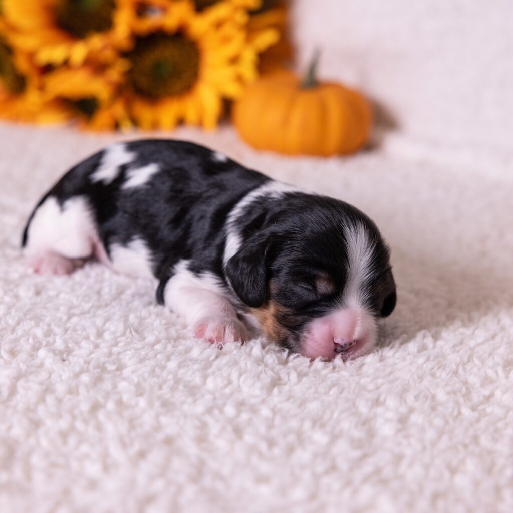 tri color cavalier king charles spaniel for sale near me
