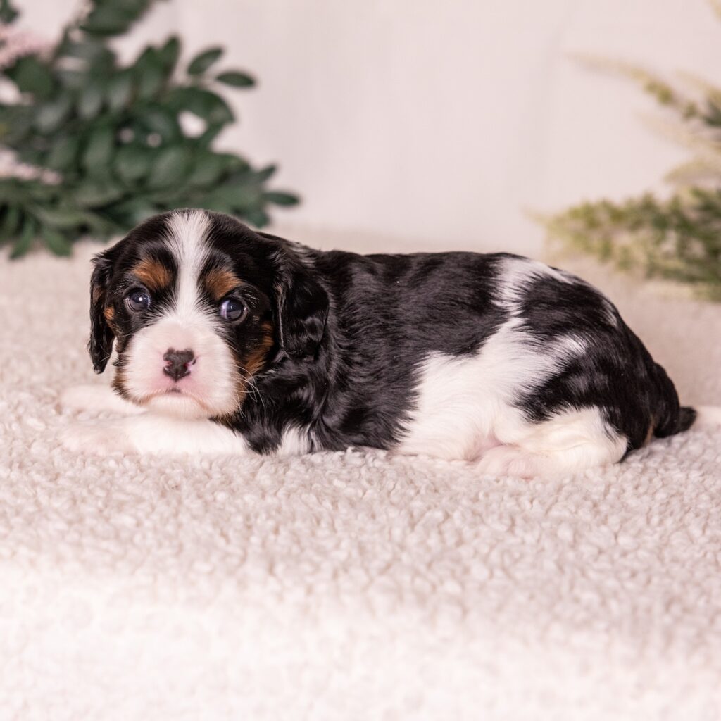 tri color cavalier king charles spaniel for sale near nj