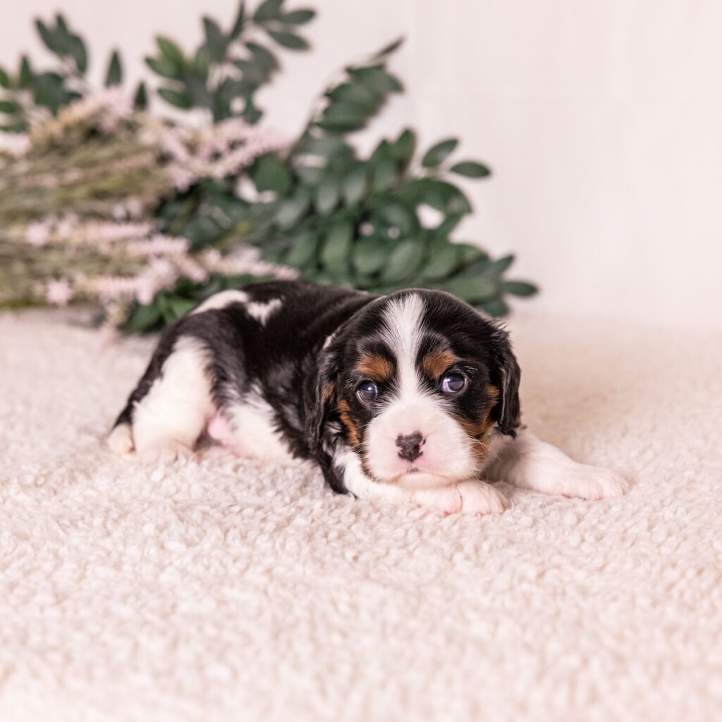 tri color cavalier king charles spaniel for sale near ny