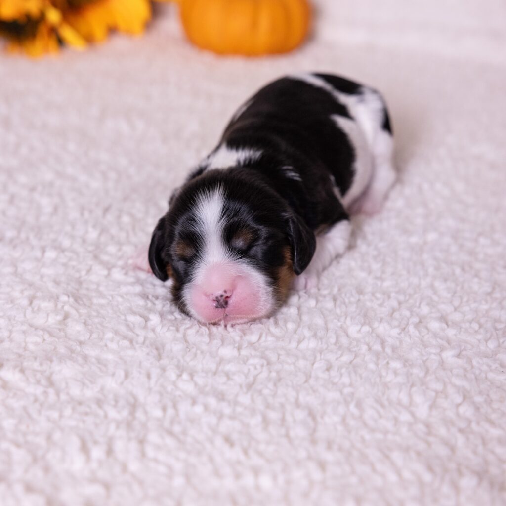 tri color cavalier king charles spaniel for sale ny