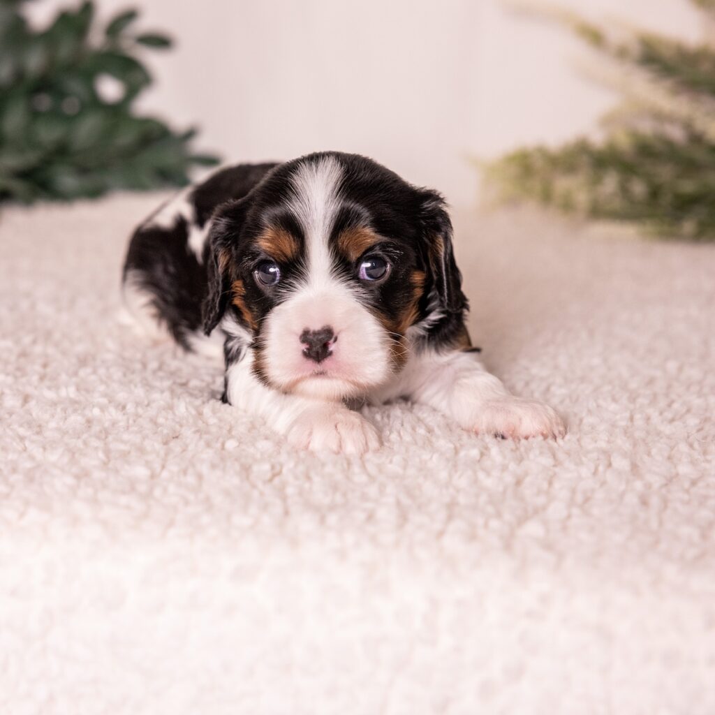 tri color cavalier king charles spaniel for sale pa