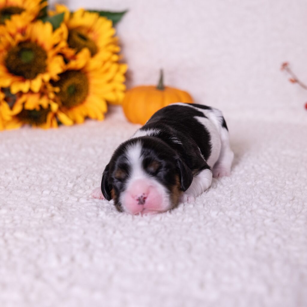 tri color cavalier king charles spaniel for sale pa