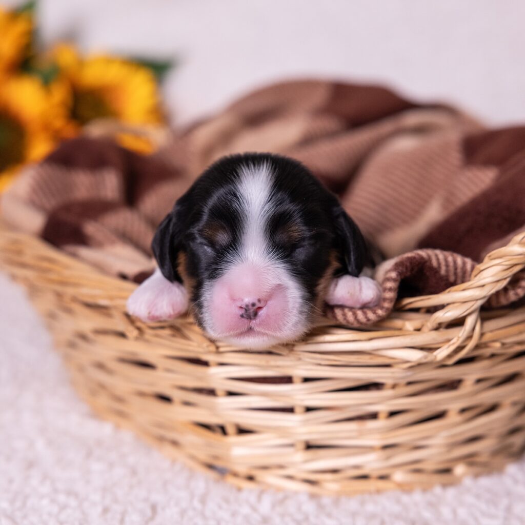 tri color cavalier king charles spaniel for sale vet checked