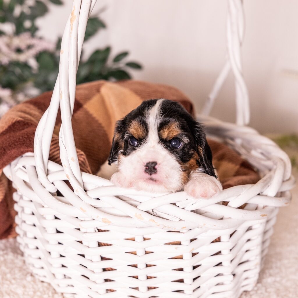 tri color cavalier puppy