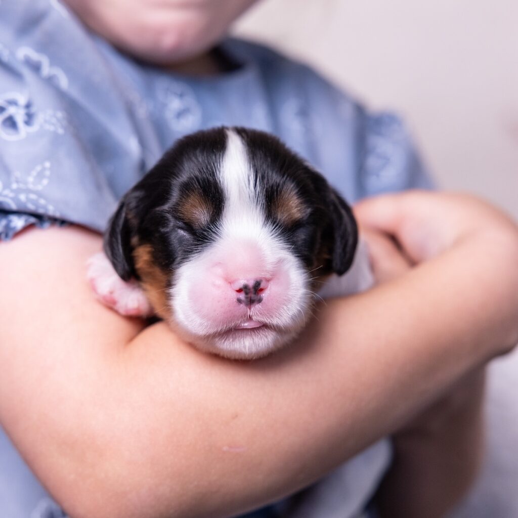 tri color cavalier puppy