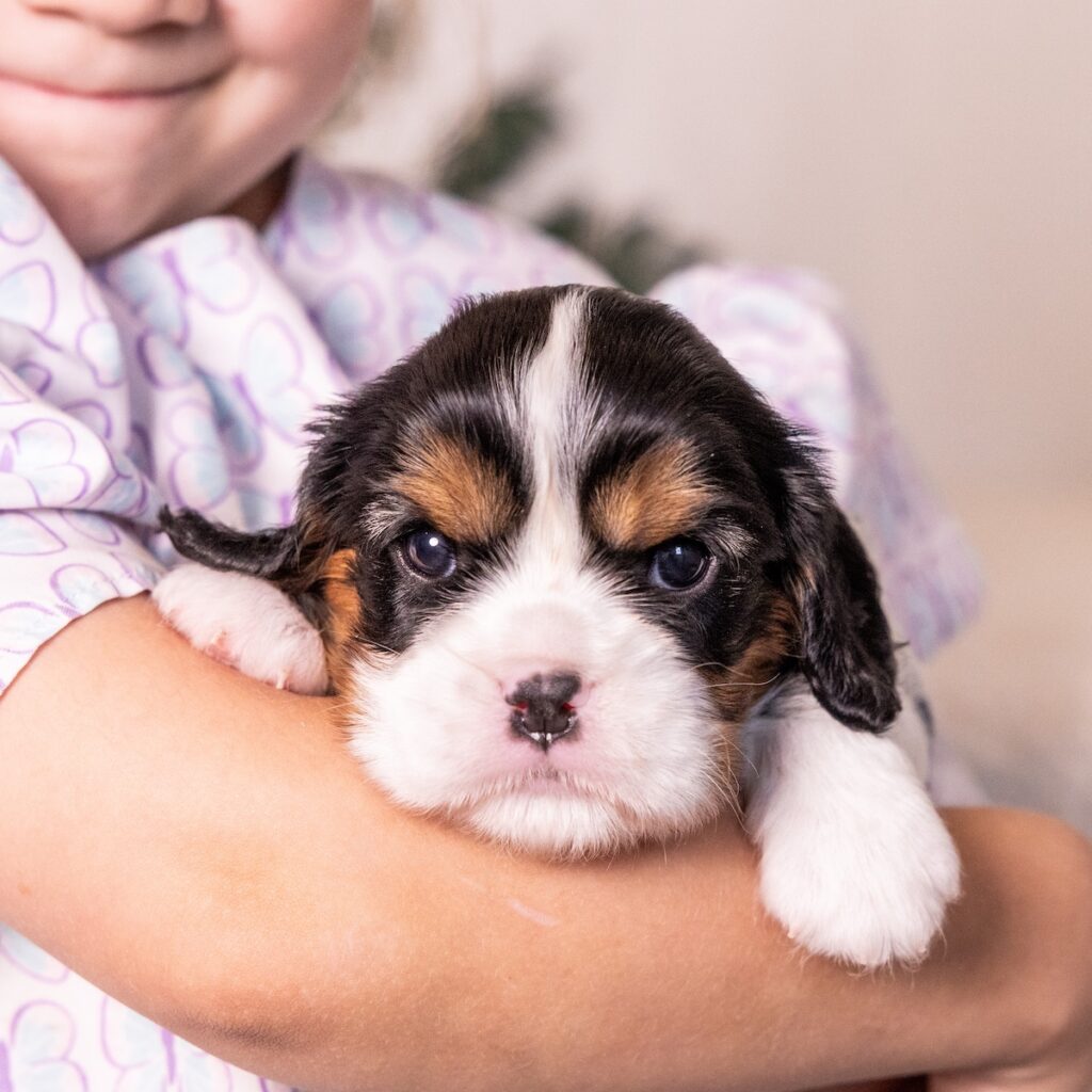 tri color cavalier puppy for sale
