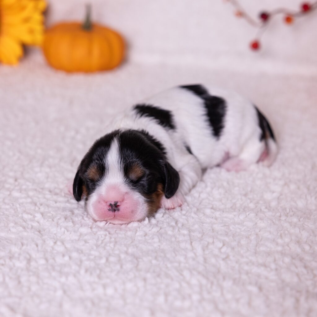 tri color cavalier puppy for sale