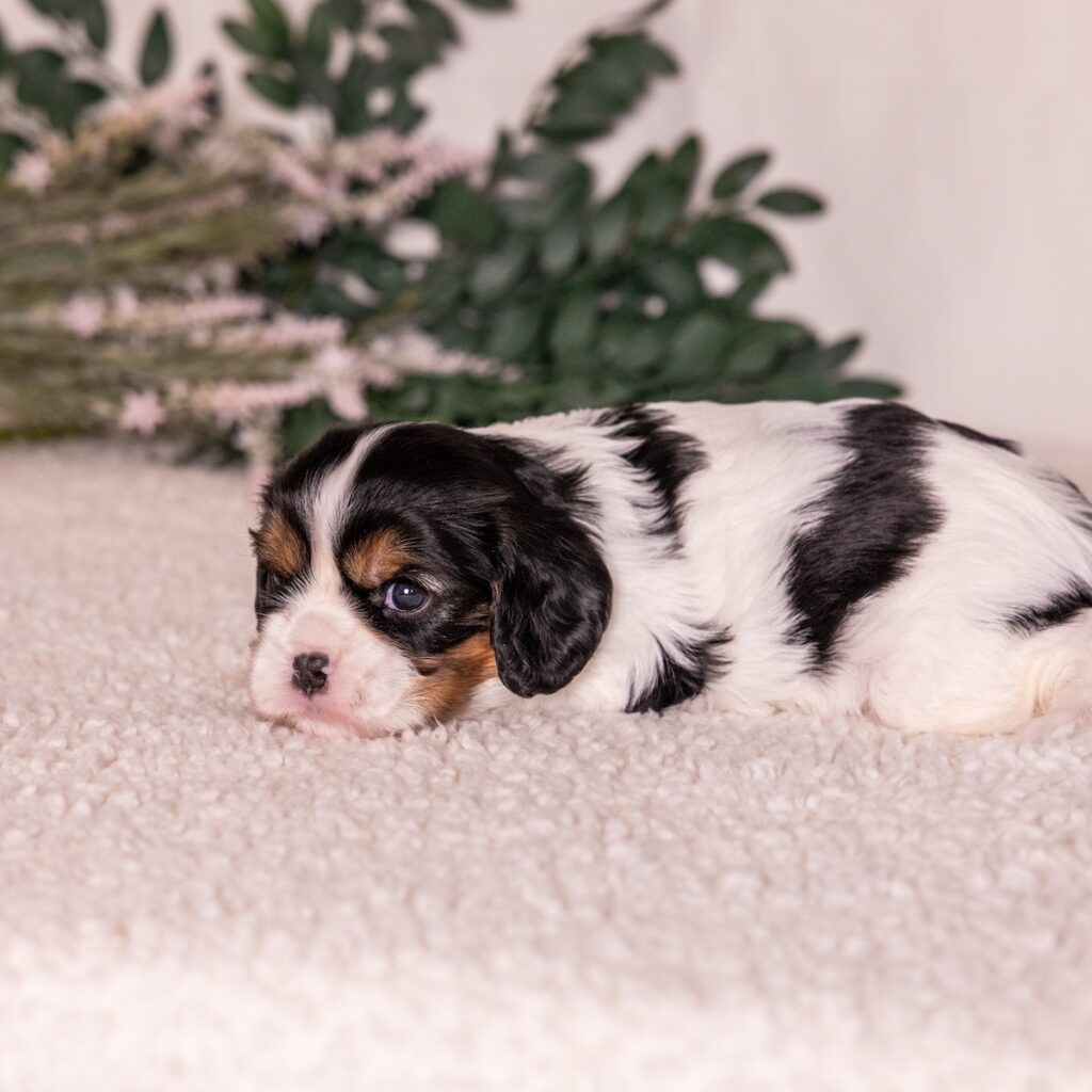 tri color cavalier puppy for sale near dc