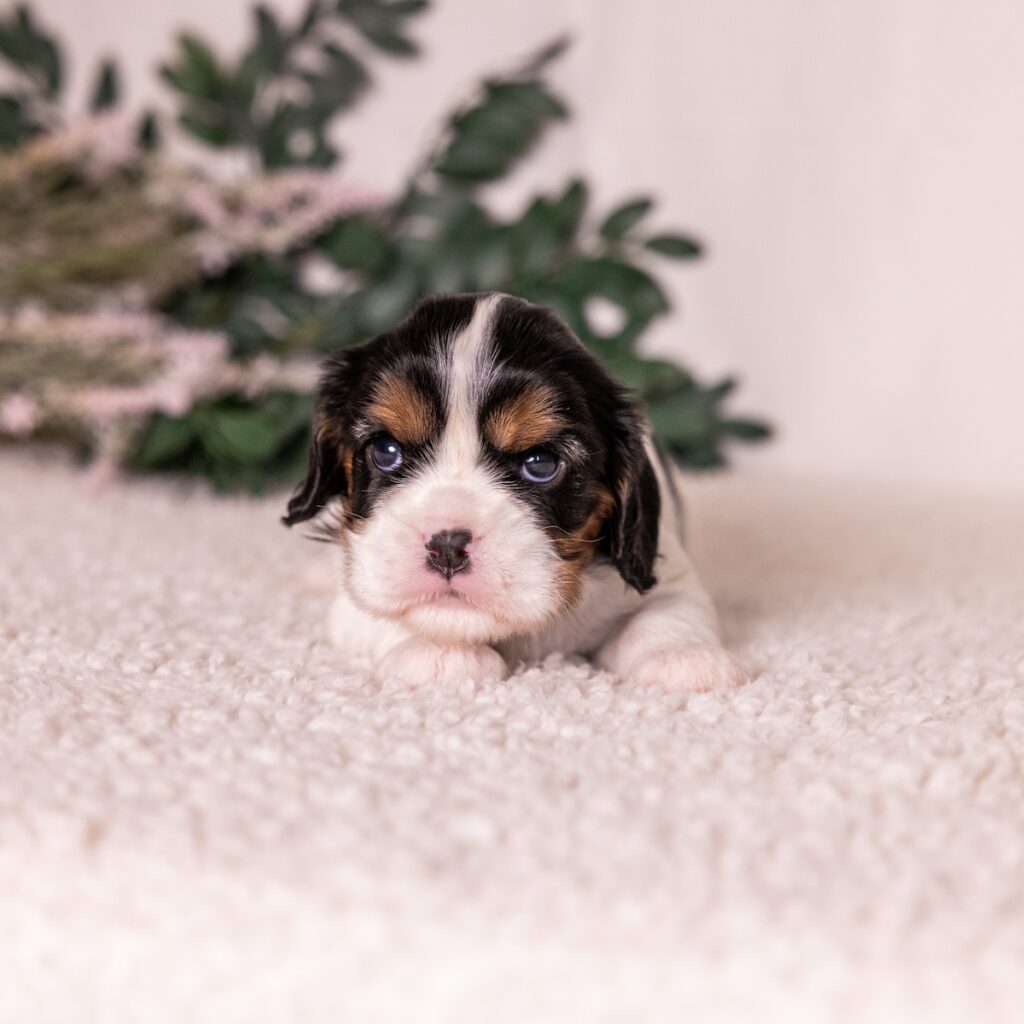 tri color cavalier puppy for sale near me