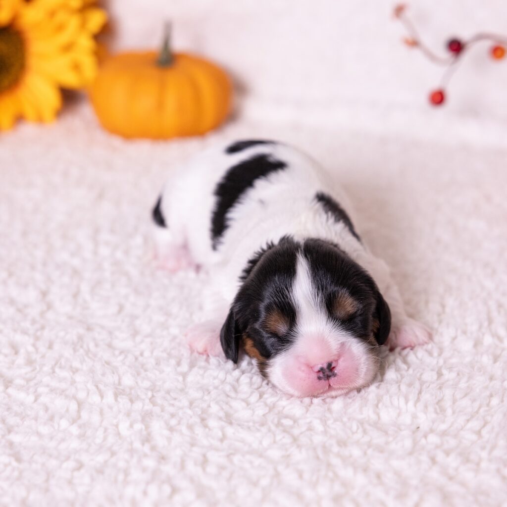 tri color cavalier puppy for sale near me