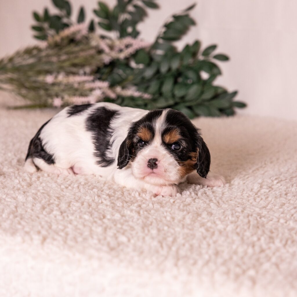 tri color cavalier puppy for sale near ny