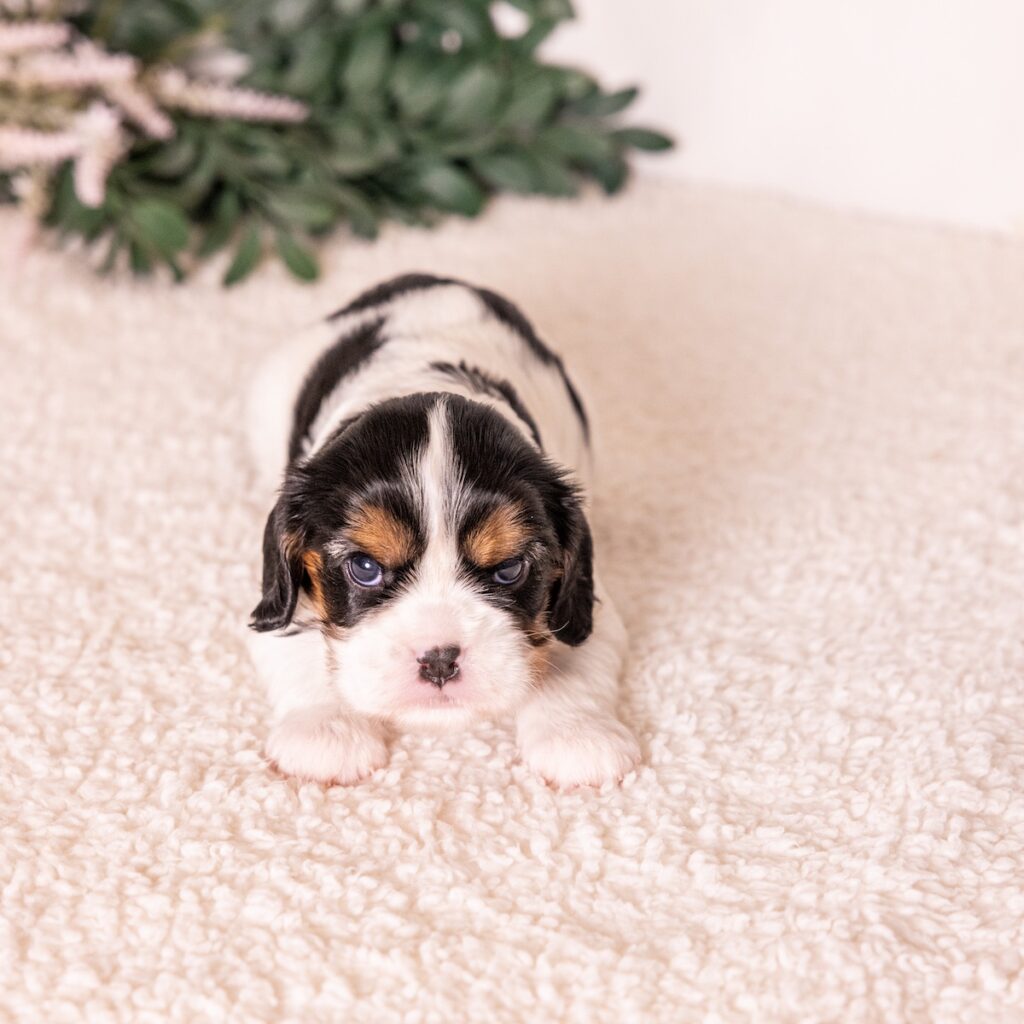 tri color cavalier puppy for sale pa