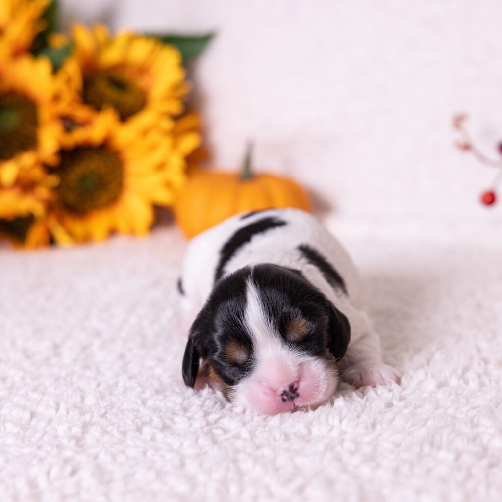 tri color cavalier puppy for sale pa