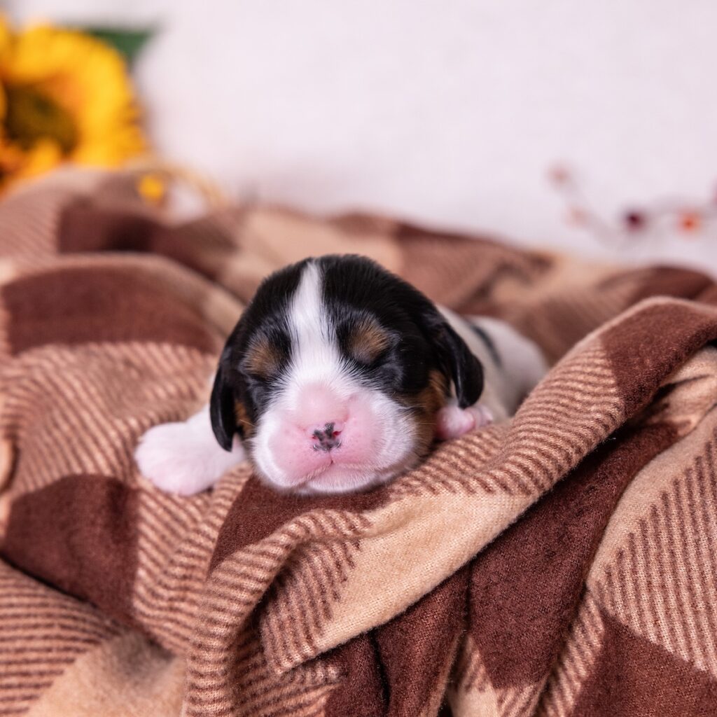 tri color cavalier puppy for sale pa(1)