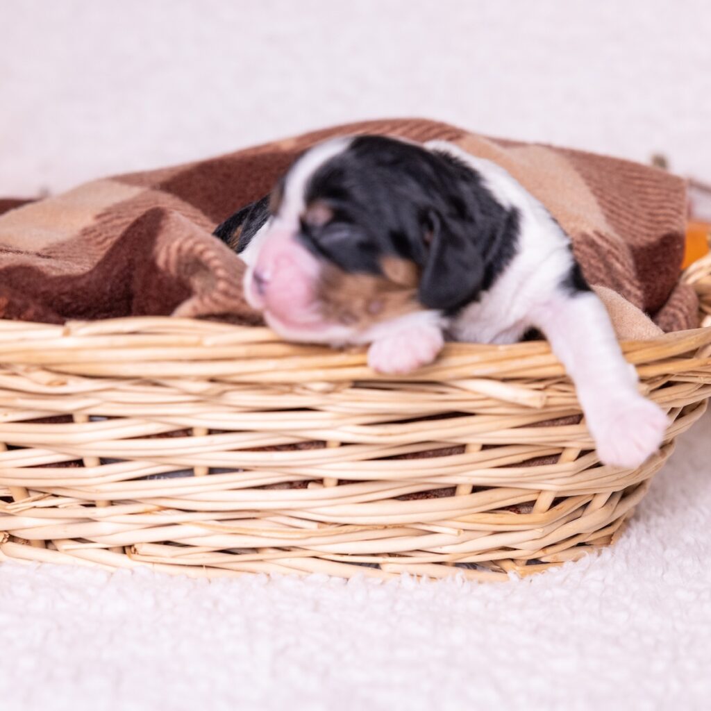 tri color cavaliers for sale