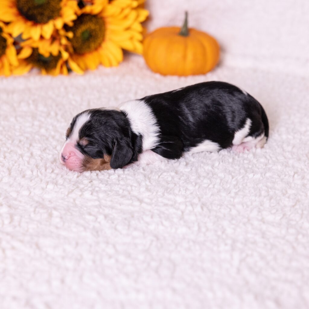 tri color cavaliers for sale near me
