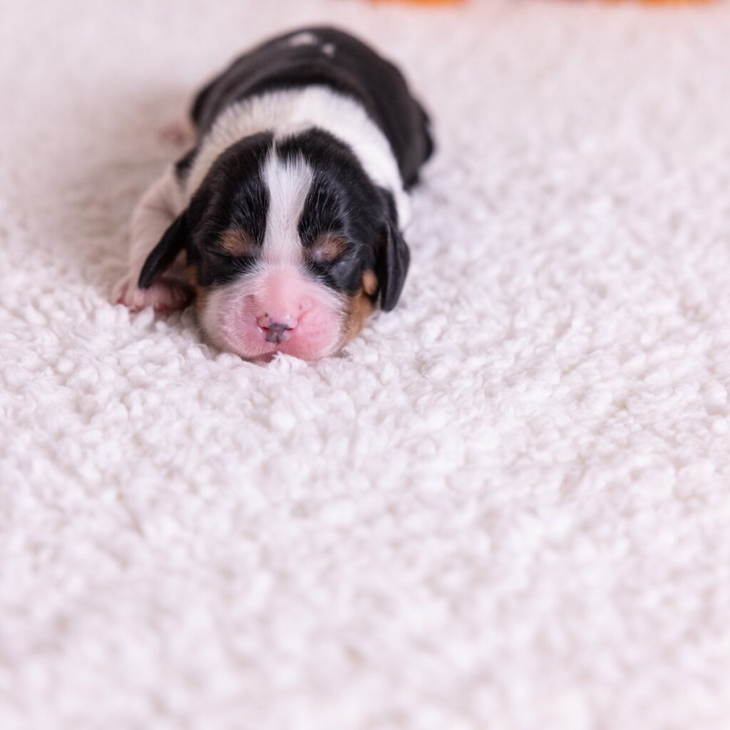 tri color cavaliers for sale near ny