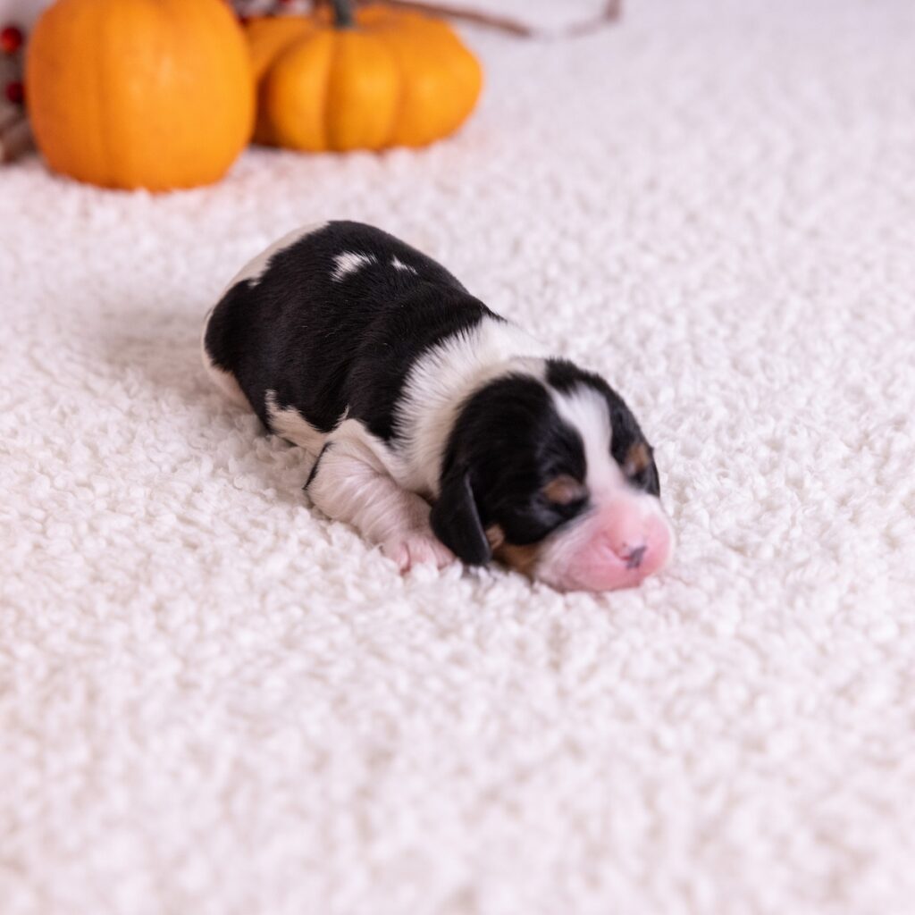 tri color cavaliers for sale pa