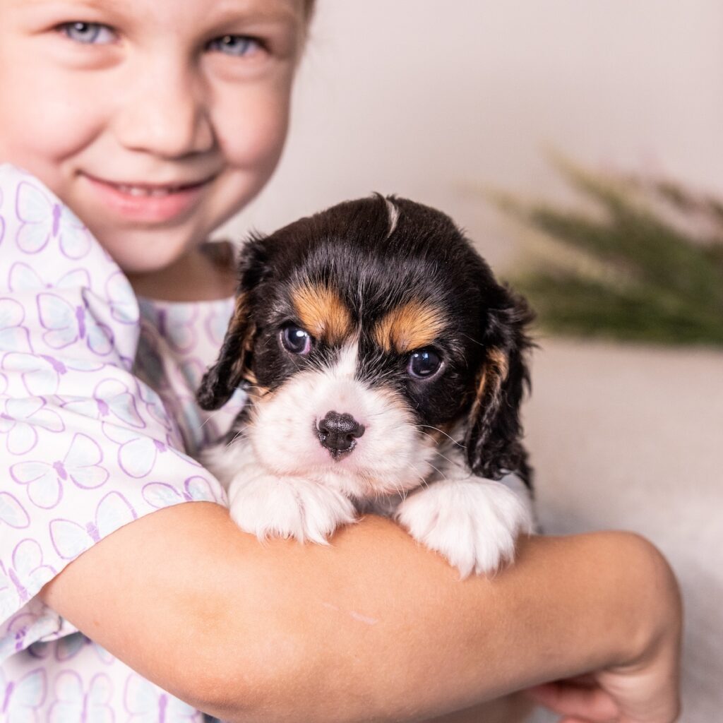 tri color king charles spaniel