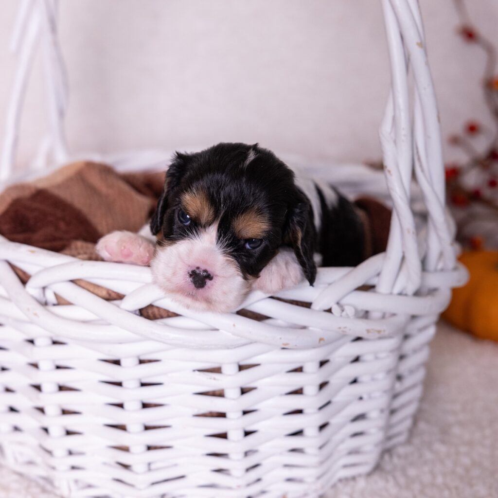 tri color king charles spaniel