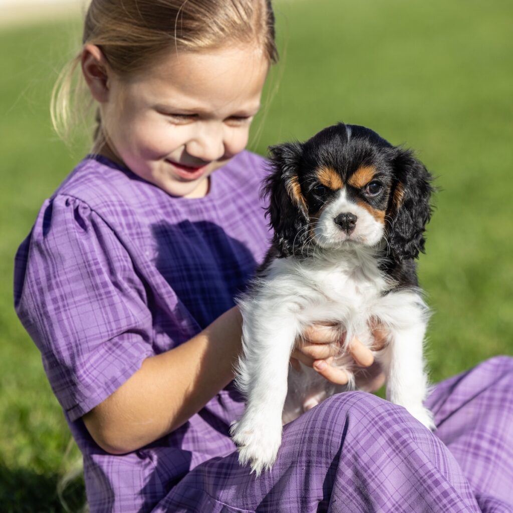 tri color king charles spaniel