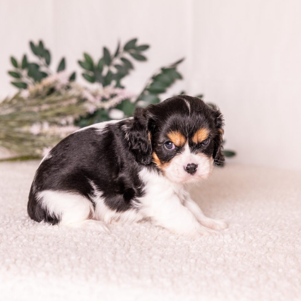 tri color king charles spaniel for sale