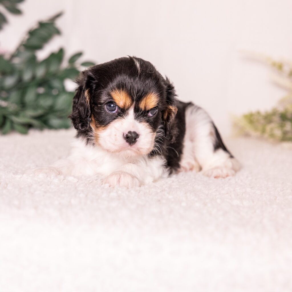 tri color king charles spaniel for sale near me
