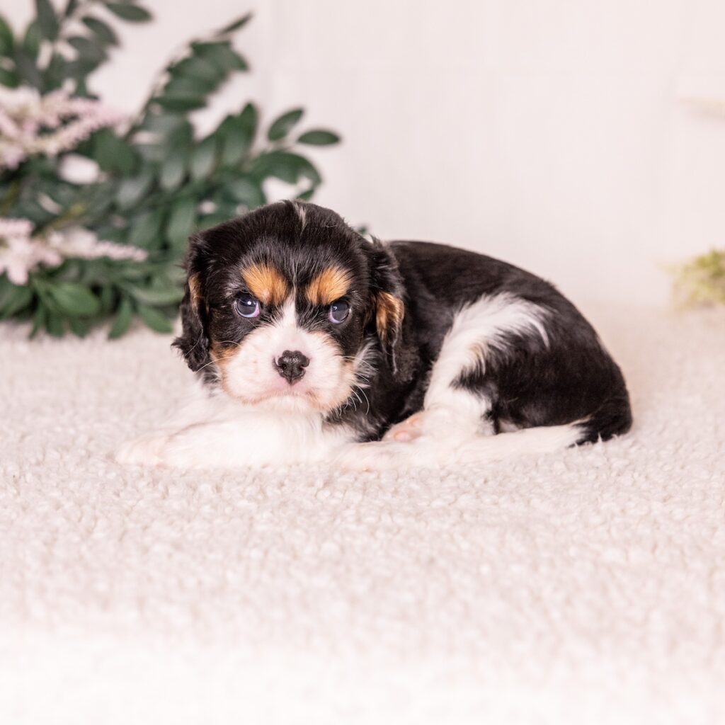 tri color king charles spaniel for sale near ny