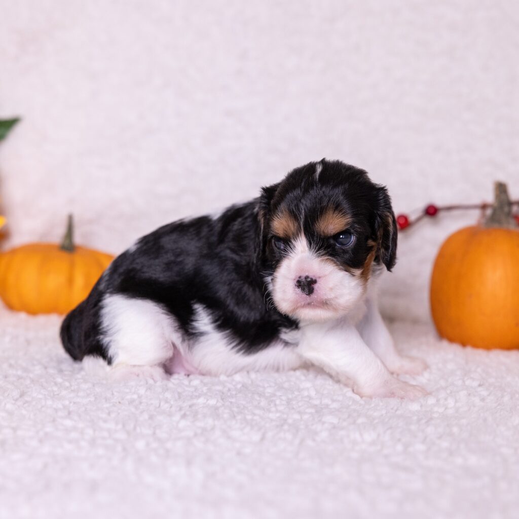 tri color king charles spaniel for sale pa