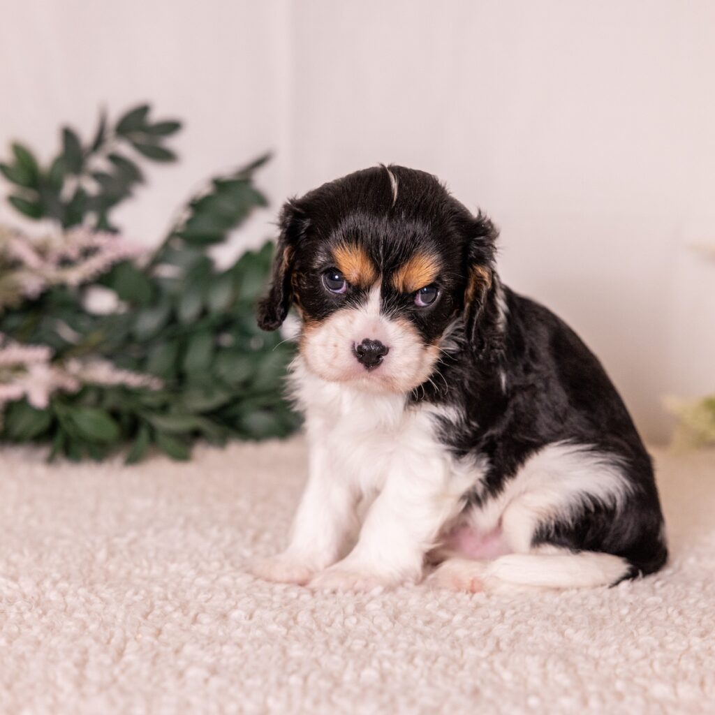 tri color king charles spaniel puppies