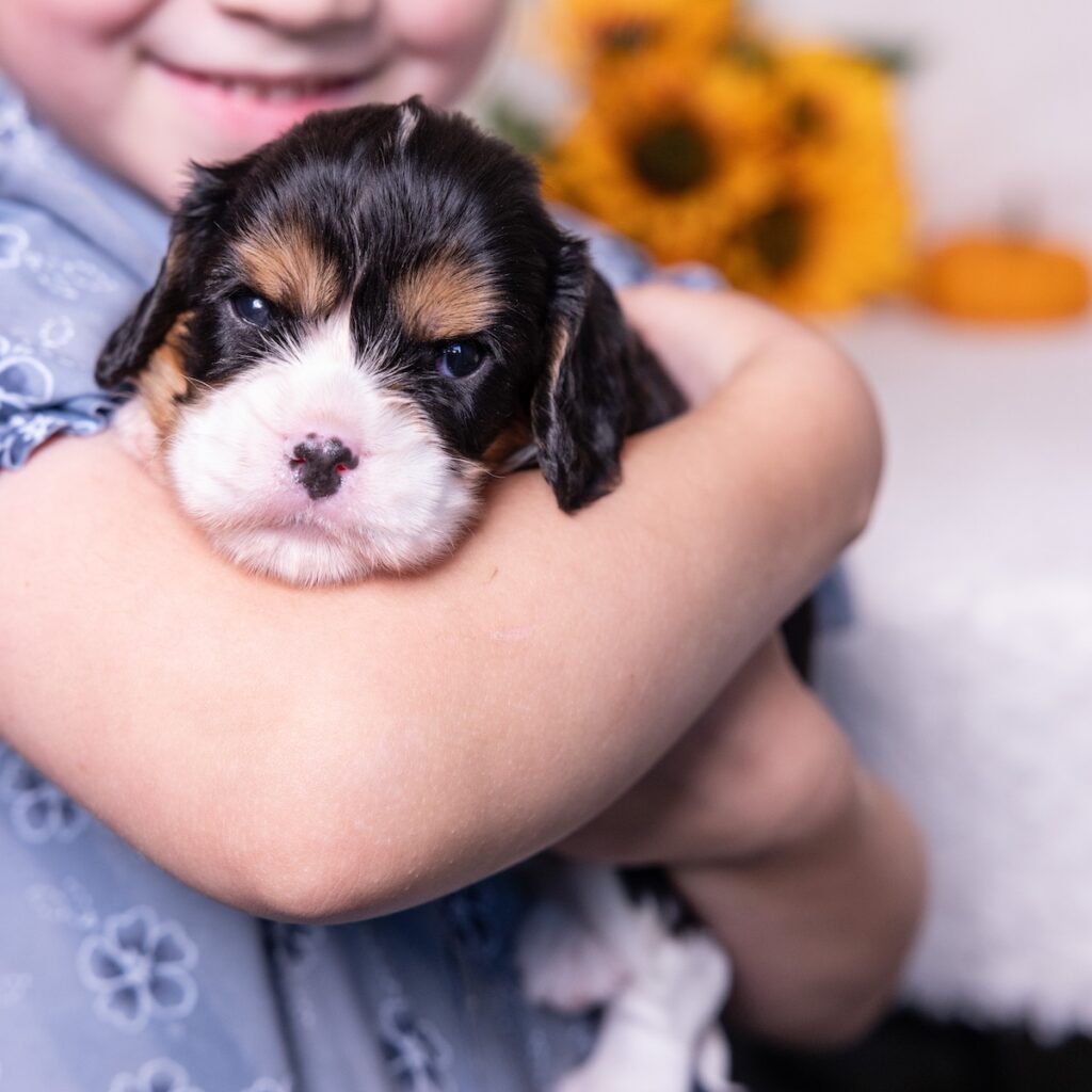 tri color king charles spaniel puppies