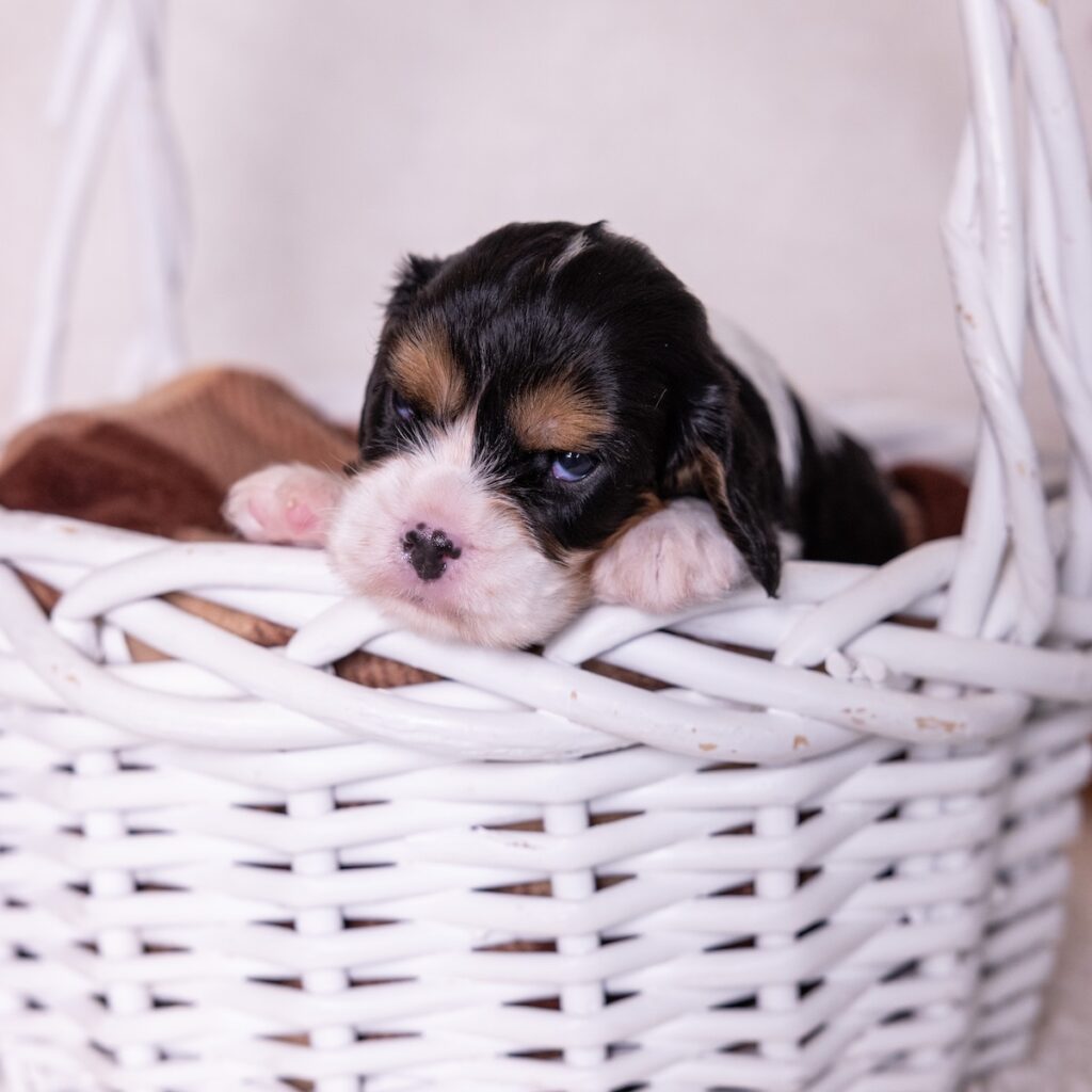 tri color king charles spaniel puppies for sale
