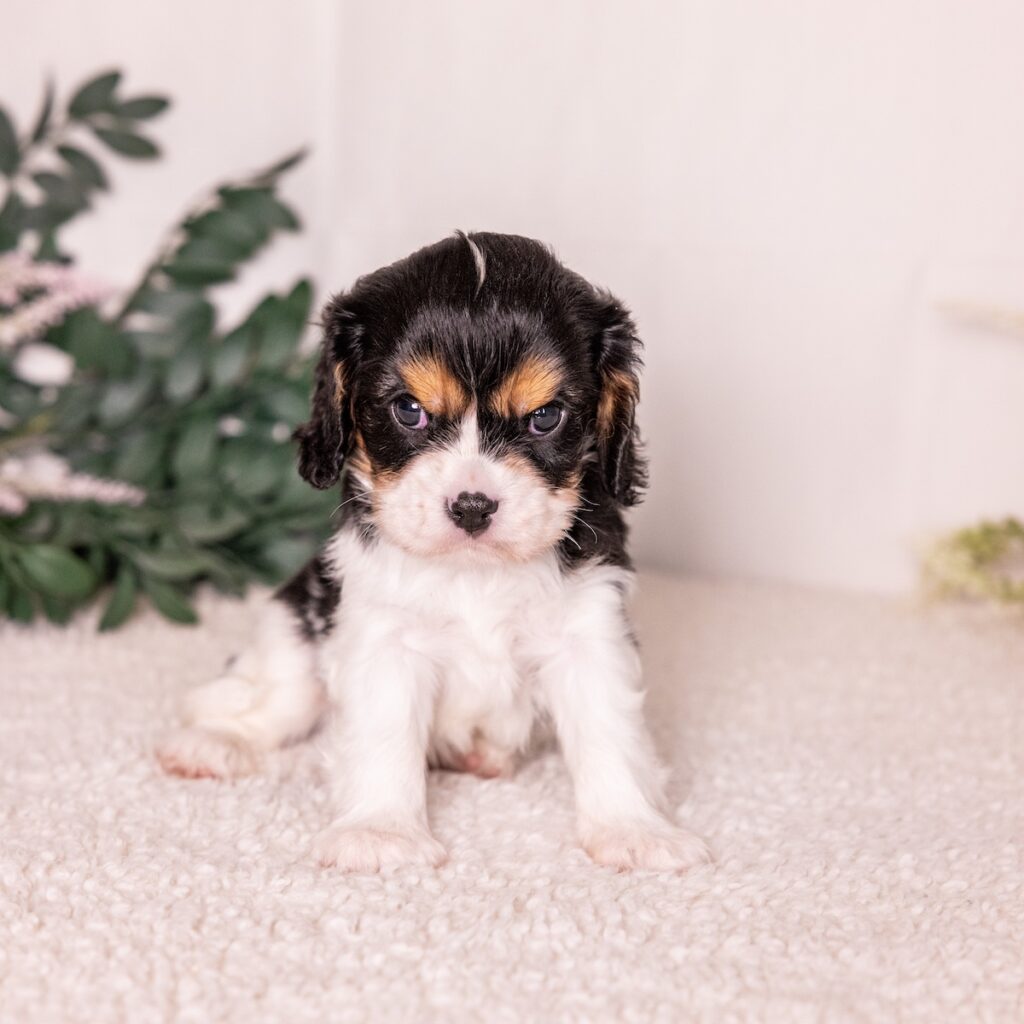 tri color king charles spaniel puppy