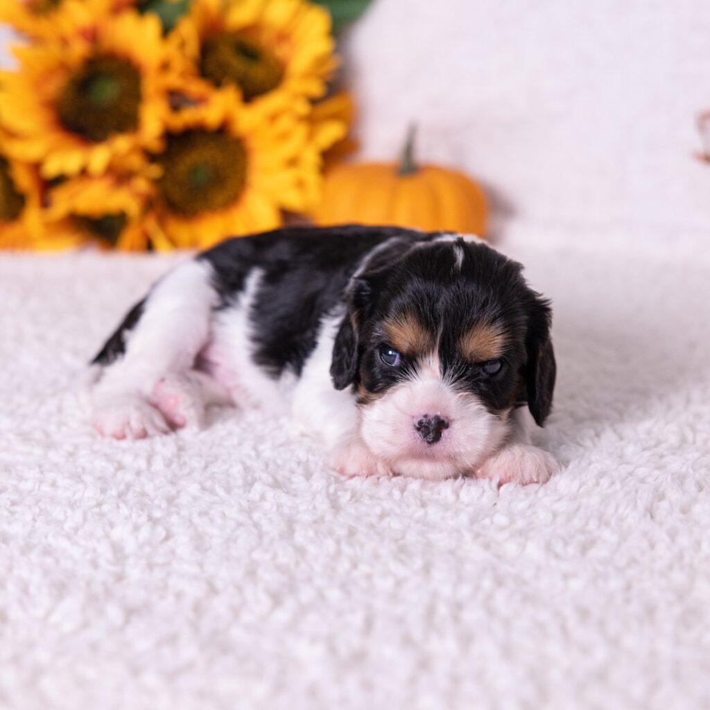 tri color king charles spaniel puppy